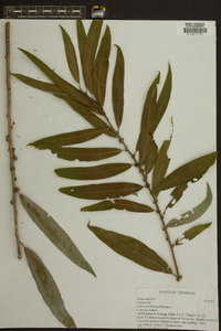 Salix caroliniana image