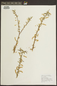 Salix sericea image