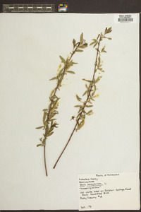 Salix babylonica image