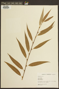 Salix alba image