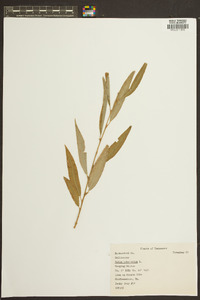 Salix babylonica image