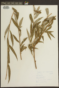 Salix babylonica image