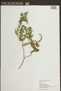 Salix matsudana image