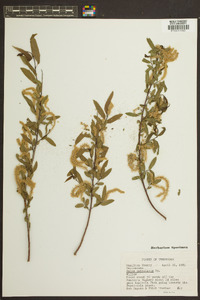 Salix petiolaris image