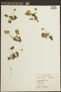 Viola affinis image