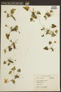 Viola affinis image