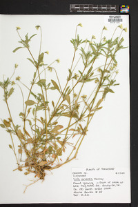 Viola arvensis image