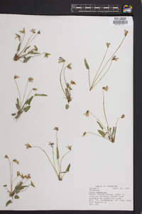 Viola labradorica image