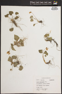 Viola cucullata image