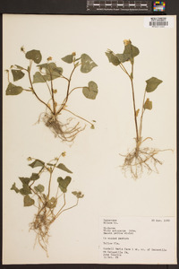 Viola pubescens var. scabriuscula image