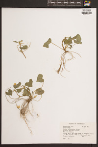 Viola pubescens var. scabriuscula image