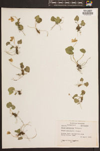 Viola hirsutula image