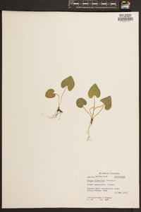 Viola hirsutula image