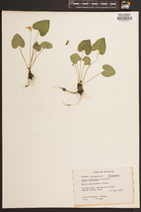 Viola hirsutula image