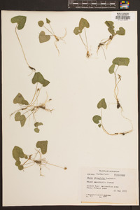 Viola hirsutula image