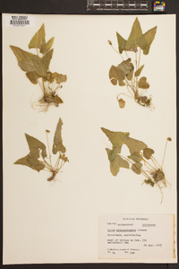 Viola missouriensis image