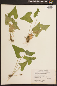 Viola missouriensis image