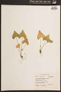 Viola missouriensis image