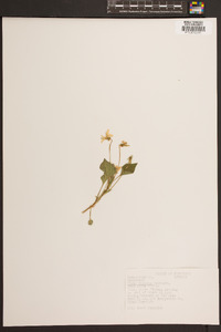 Viola pallens image