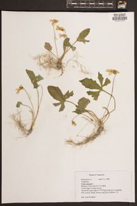 Viola palmata image