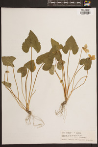 Viola palmata image