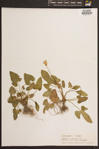 Viola palmata image