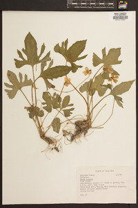 Viola palmata image