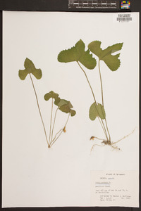 Viola palmata image