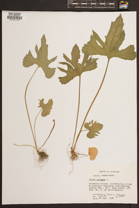 Viola palmata image