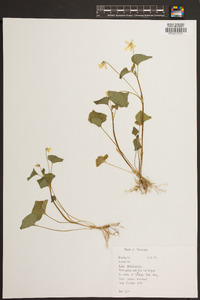 Viola pensylvanica image