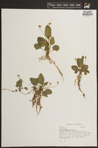 Viola primulifolia image