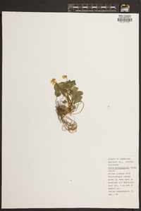 Viola rotundifolia image