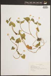 Viola rotundifolia image