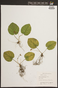 Viola rotundifolia image