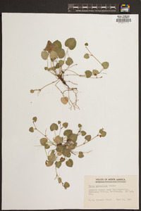 Viola sarmentosa image