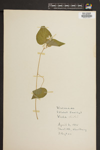 Viola striata image