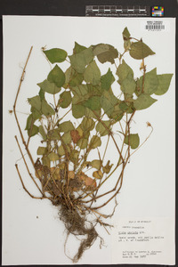 Viola striata image