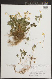 Viola striata image