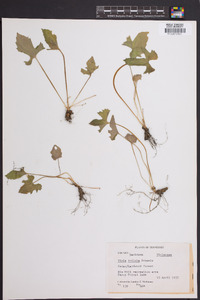 Viola triloba image