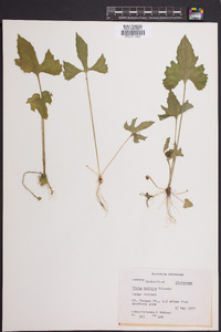 Viola triloba image