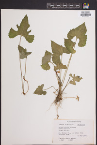 Viola triloba image