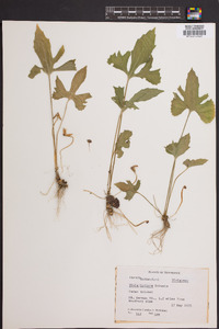 Viola triloba image