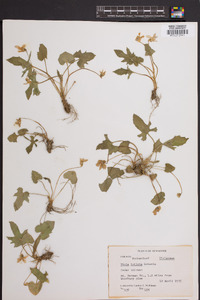 Viola triloba image