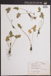 Viola triloba image