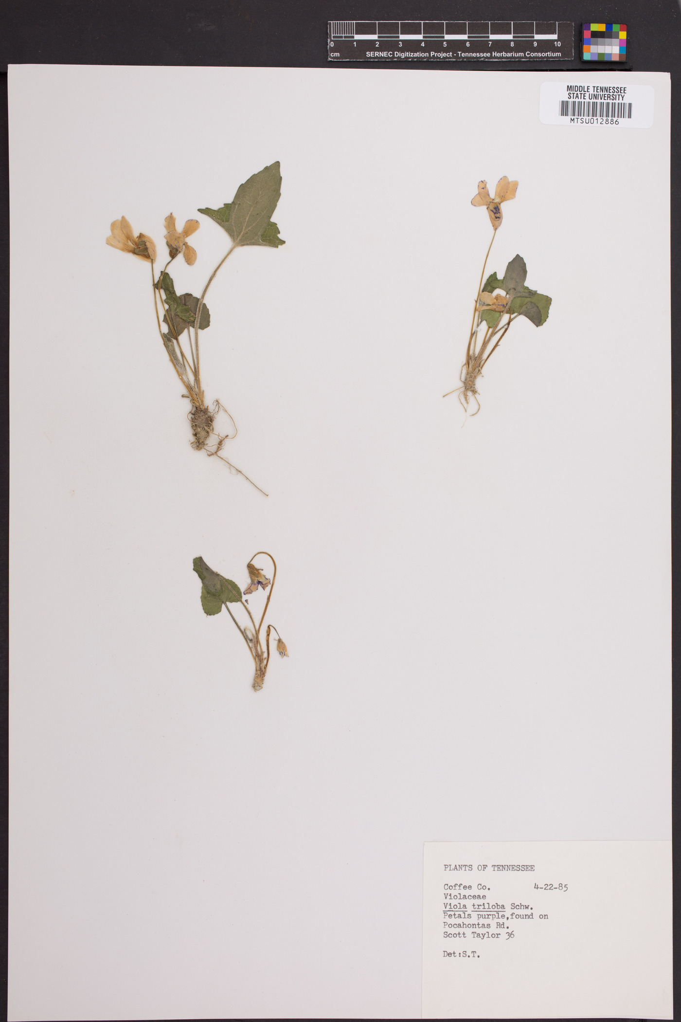 Viola triloba image