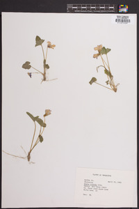 Viola triloba image