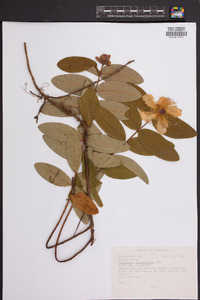 Hypericum ascyron subsp. pyramidatum image