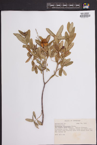 Hypericum frondosum image