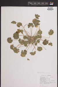 Geranium molle image