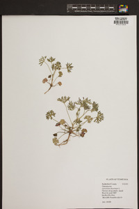 Geranium dissectum image